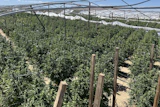Illicit cannabis plants found during a UCETF operation in unincorporated Los Angeles County in May.