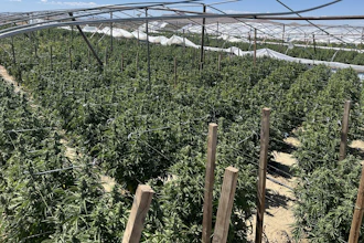 Illicit cannabis plants found during a UCETF operation in unincorporated Los Angeles County in May.