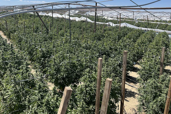 Illicit cannabis plants found during a UCETF operation in unincorporated Los Angeles County in May.