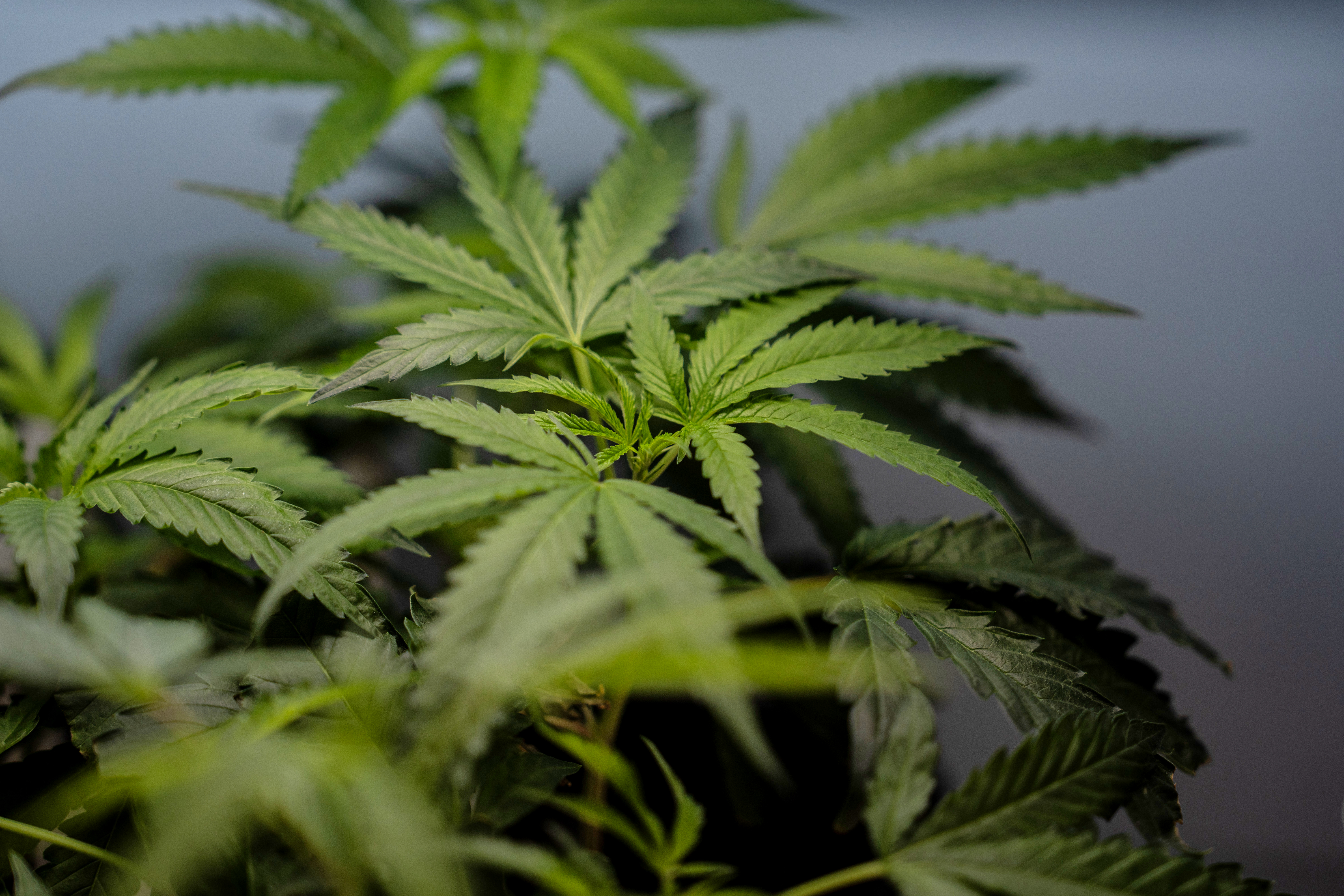 Marijuana clones are shown for sale in Santa Ana, Calif., April 23, 2026.
