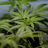 Marijuana clones are shown for sale in Santa Ana, Calif., April 23, 2026.