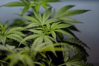 Marijuana clones are shown for sale in Santa Ana, Calif., April 23, 2026.