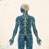 Endocannabinoid System Cannabinoid Receptors Rare Cannabinoids