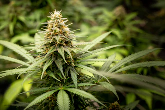 I Stock 1365597155