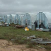 Row of white plastic tunnel greenhouses in rural agricultural field with scattered debris and overcast sky