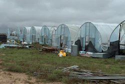 Row of white plastic tunnel greenhouses in rural agricultural field with scattered debris and overcast sky