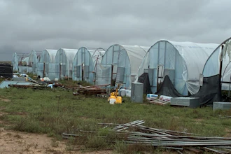 Row of white plastic tunnel greenhouses in rural agricultural field with scattered debris and overcast sky