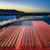 Steam train traveling through vibrant red and blue tulip fields at sunrise with mountains in the distance