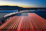 Steam train traveling through vibrant red and blue tulip fields at sunrise with mountains in the distance