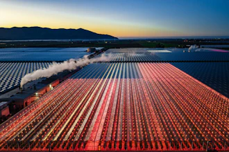 Steam train traveling through vibrant red and blue tulip fields at sunrise with mountains in the distance