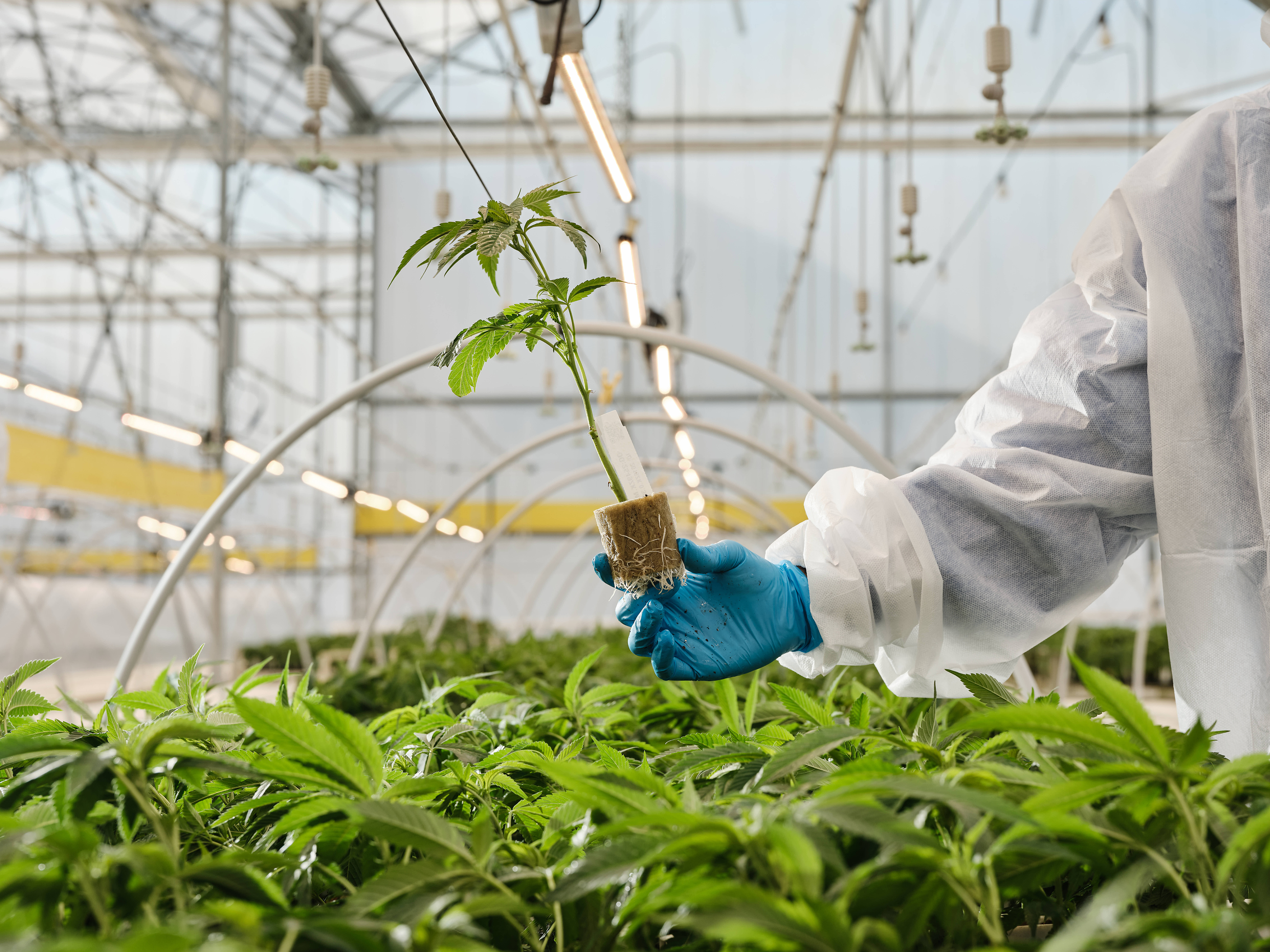 Researcher in protective gear examining a seedling with exposed roots in a greenhouse research facility