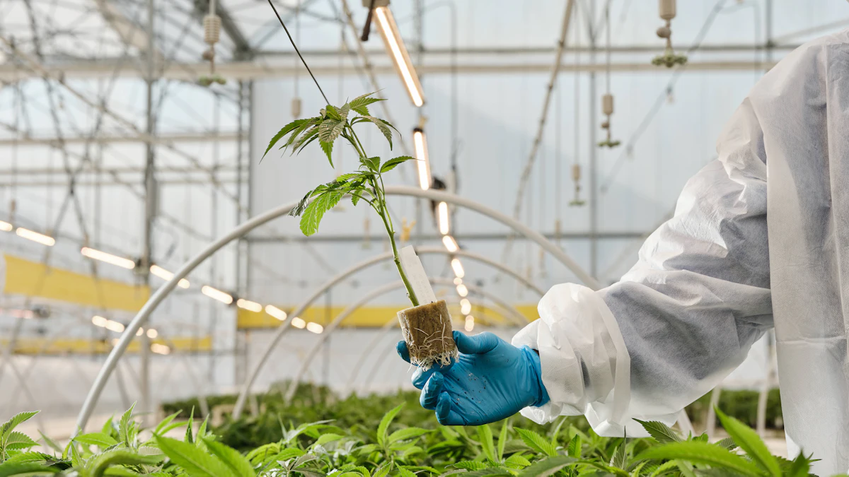 Medical Instrument Signage Curaleaf International Expands Medical Cannabis Education Platform ...