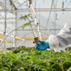 Researcher in protective gear examining a seedling with exposed roots in a greenhouse research facility