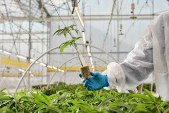 Researcher in protective gear examining a seedling with exposed roots in a greenhouse research facility