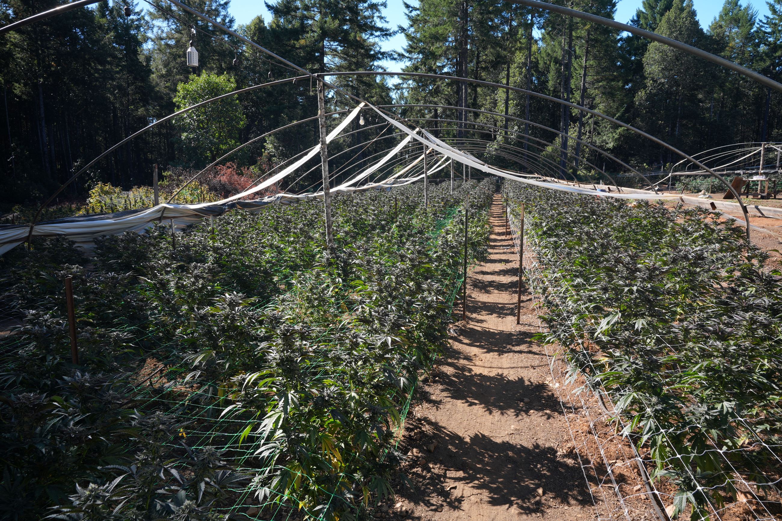 Greenhouse nursery with rows of young plants under white shade cloth framework surrounded by pine forest