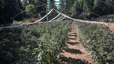 Greenhouse nursery with rows of young plants under white shade cloth framework surrounded by pine forest