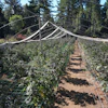 Greenhouse nursery with rows of young plants under white shade cloth framework surrounded by pine forest