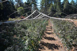 Greenhouse nursery with rows of young plants under white shade cloth framework surrounded by pine forest