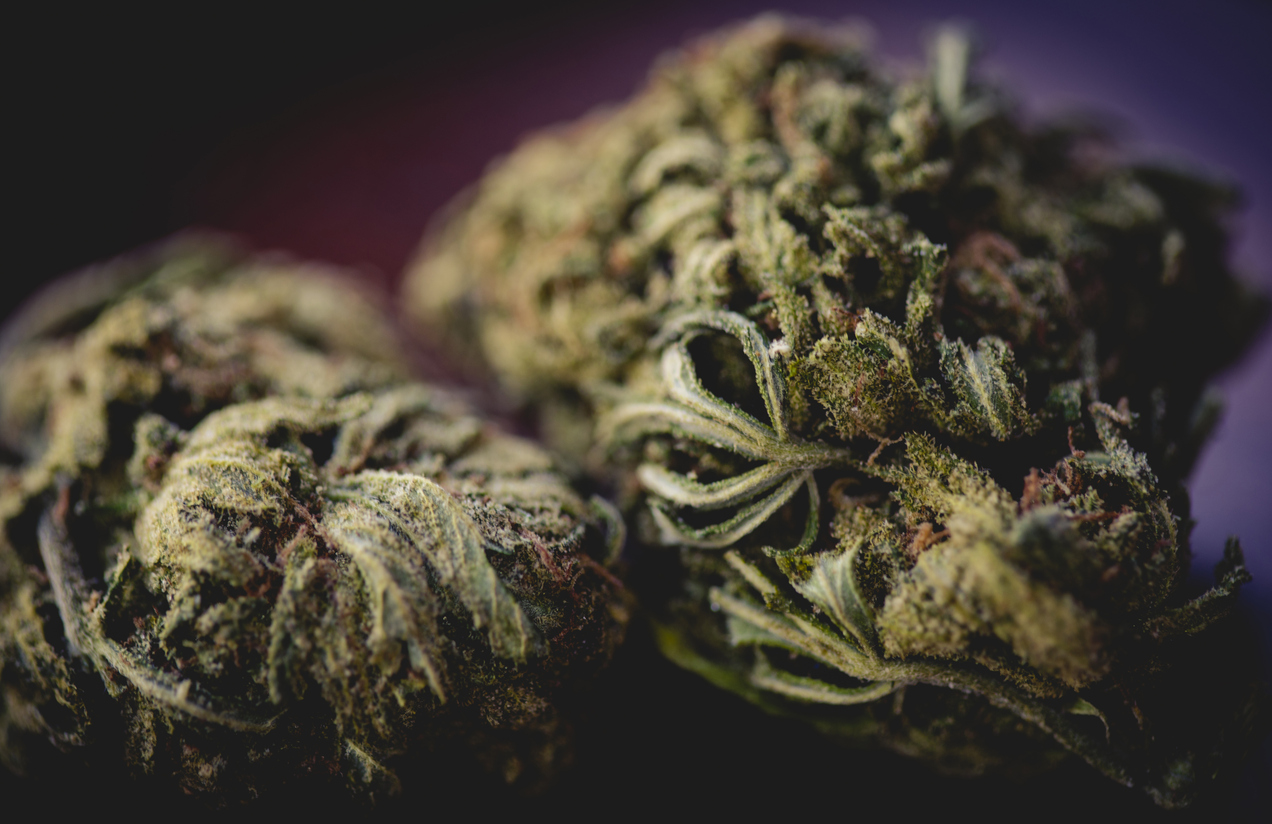 Close-up macro photograph of cannabis flower buds with crystalline trichomes against dark background