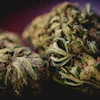 Close-up macro photograph of cannabis flower buds with crystalline trichomes against dark background