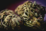 Close-up macro photograph of cannabis flower buds with crystalline trichomes against dark background