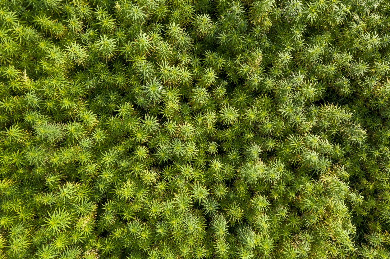 Dense green moss covering ground with intricate, star-shaped leaf patterns