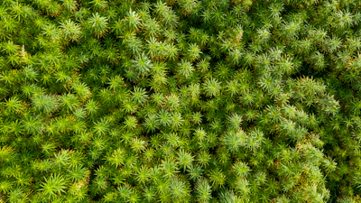 Dense green moss covering ground with intricate, star-shaped leaf patterns