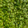 Dense green moss covering ground with intricate, star-shaped leaf patterns