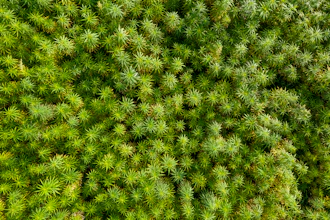 Dense green moss covering ground with intricate, star-shaped leaf patterns