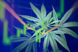 Cannabis plant with serrated green leaves against a blue background with warm lighting