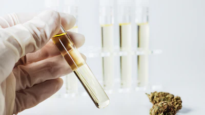 Scientist in latex gloves holding test tube with golden liquid during laboratory analysis with cannabis sample