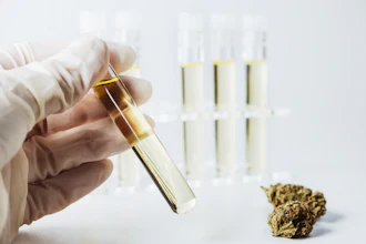 Scientist in latex gloves holding test tube with golden liquid during laboratory analysis with cannabis sample