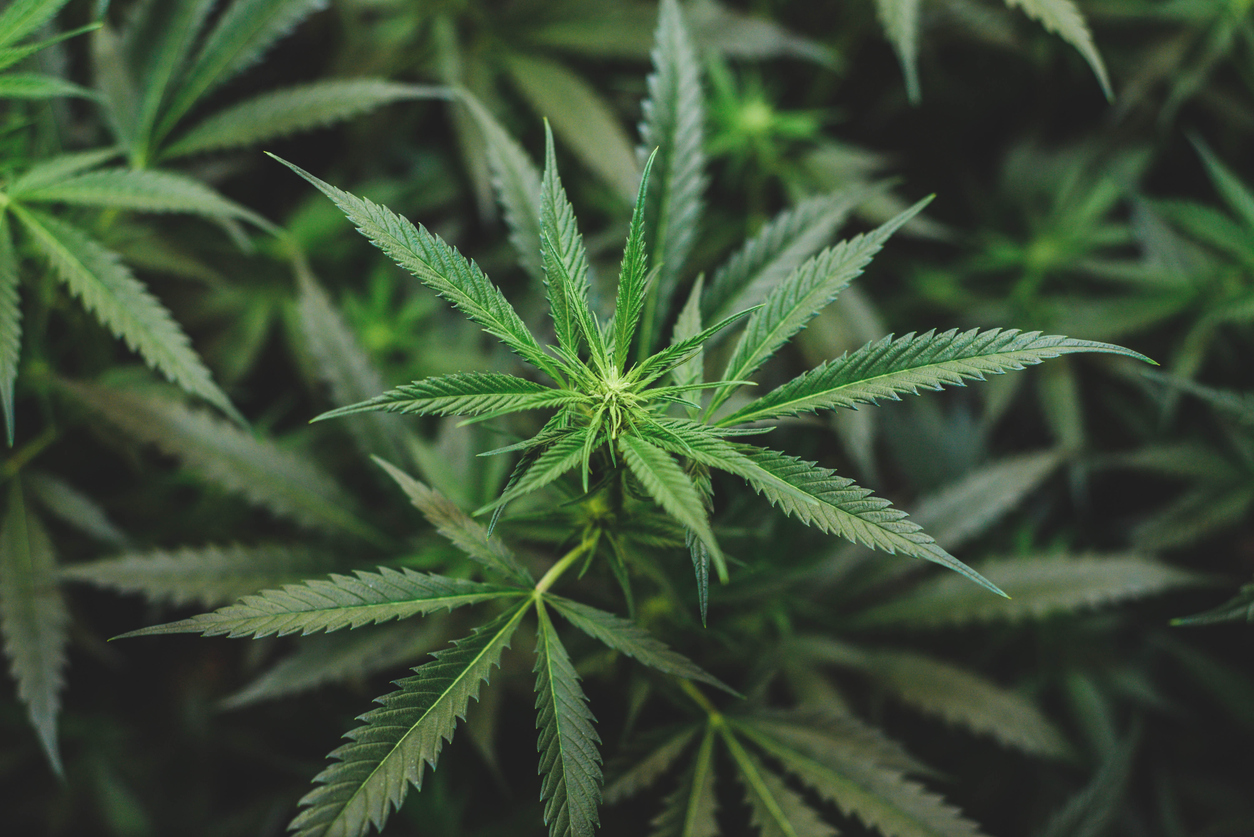 Close-up of vibrant green cannabis plant leaves with serrated edges in natural cultivation setting
