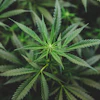 Close-up of vibrant green cannabis plant leaves with serrated edges in natural cultivation setting