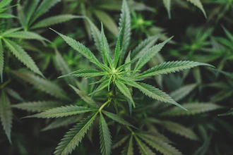 Close-up of vibrant green cannabis plant leaves with serrated edges in natural cultivation setting