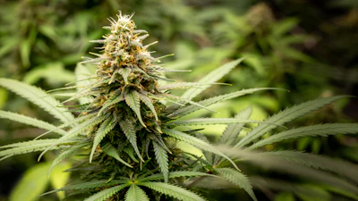 Mature cannabis plant with dense flower buds covered in crystalline trichomes surrounded by fan leaves