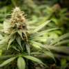 Mature cannabis plant with dense flower buds covered in crystalline trichomes surrounded by fan leaves