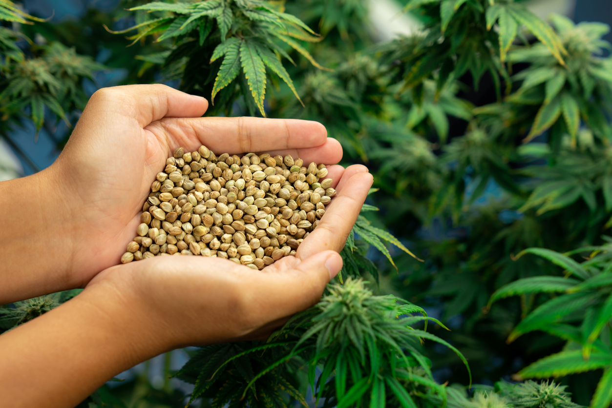 Hand holding hemp seeds with cannabis plants growing in background