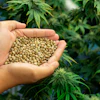 Hand holding hemp seeds with cannabis plants growing in background