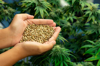 Hand holding hemp seeds with cannabis plants growing in background