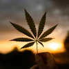 Cannabis leaf silhouetted against golden sunset sky held in hand at dusk