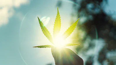 Cannabis leaf silhouetted against bright sunlight with blue sky background