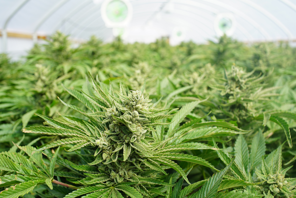 Cannabis plants with flowering buds growing under lights in an indoor greenhouse facility