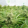 Cannabis plants with flowering buds growing under lights in an indoor greenhouse facility