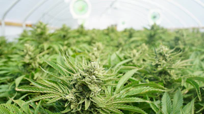 Cannabis plants with flowering buds growing under lights in an indoor greenhouse facility