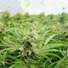 Cannabis plants with flowering buds growing under lights in an indoor greenhouse facility