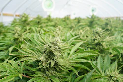 Cannabis plants with flowering buds growing under lights in an indoor greenhouse facility