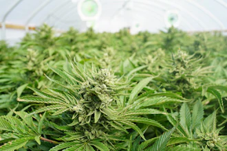 Cannabis plants with flowering buds growing under lights in an indoor greenhouse facility