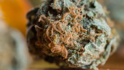 Close-up of cannabis flower bud with visible trichomes and crystalline coating