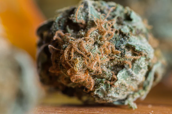Close-up of cannabis flower bud with visible trichomes and crystalline coating